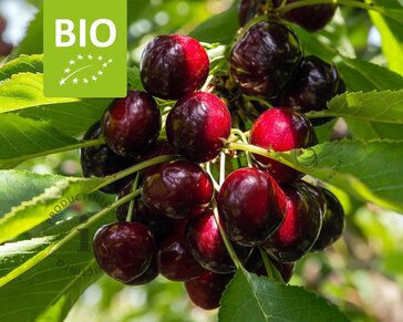 Prunus avium 'Lapins' - BIO halfstam
