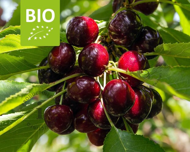 Prunus avium 'Lapins' - BIO halfstam
