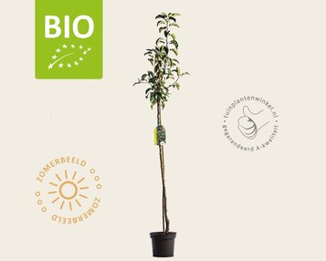 Malus domestica 'Pinova' - BIO halfstam image