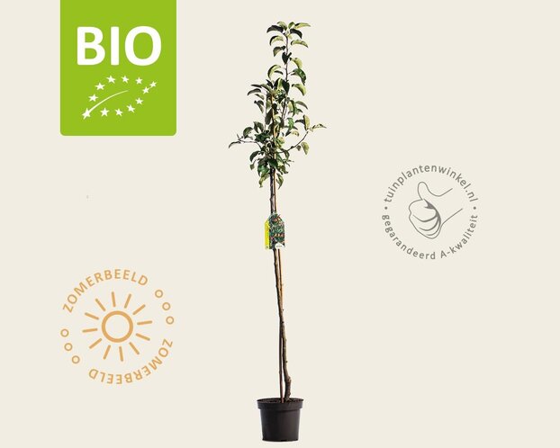 Malus domestica 'Pinova' - BIO halfstam