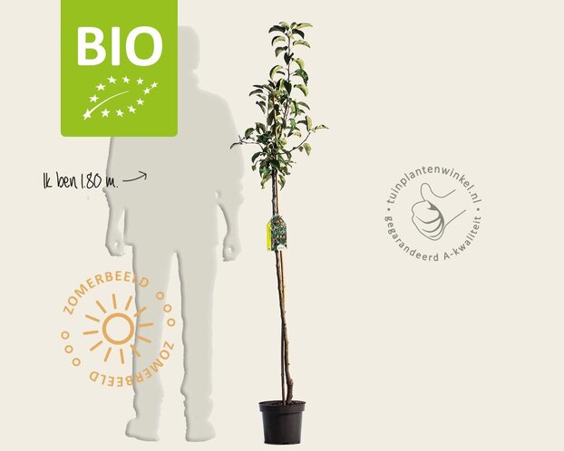 Malus domestica 'Pinova' - BIO halfstam