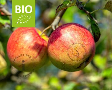 Malus domestica 'Pinova' - BIO halfstam
