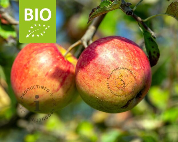 Malus domestica 'Pinova' - BIO halfstam