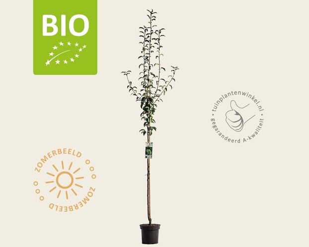 Pyrus communis 'Charneux' - BIO halfstam