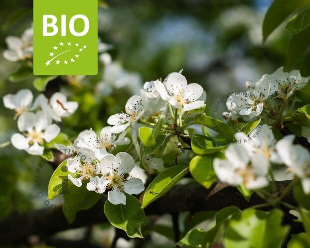 Pyrus communis 'Charneux' - BIO halfstam