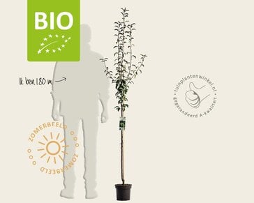 Pyrus communis 'Charneux' - BIO halfstam