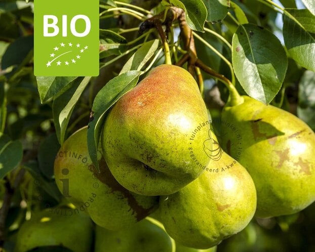 Pyrus communis 'Charneux' - BIO halfstam