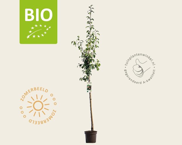 Pyrus communis 'Clapp's Favourite' - BIO halfstam