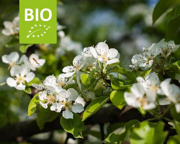 Pyrus communis 'Clapp's Favourite' - BIO halfstam
