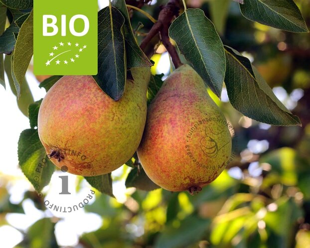 Pyrus communis 'Clapp's Favourite' - BIO halfstam