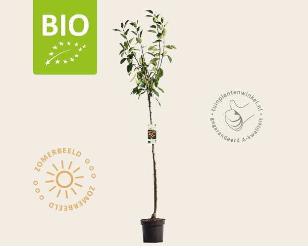 Malus domestica 'Jonagold' - BIO halfstam