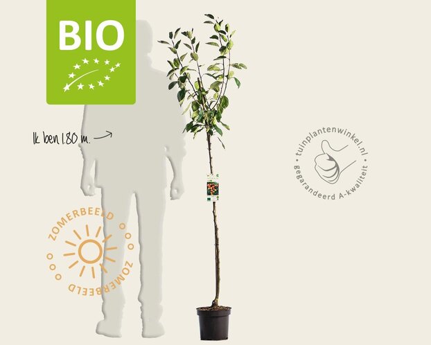 Malus domestica 'Jonagold' - BIO halfstam