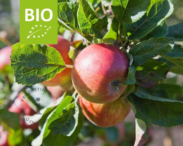 Malus domestica 'Jonagold' - BIO halfstam