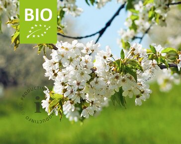 Prunus avium 'Hedelfinger' - BIO halfstam