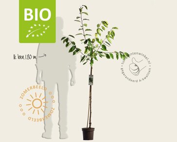 Prunus avium 'Hedelfinger' - BIO halfstam