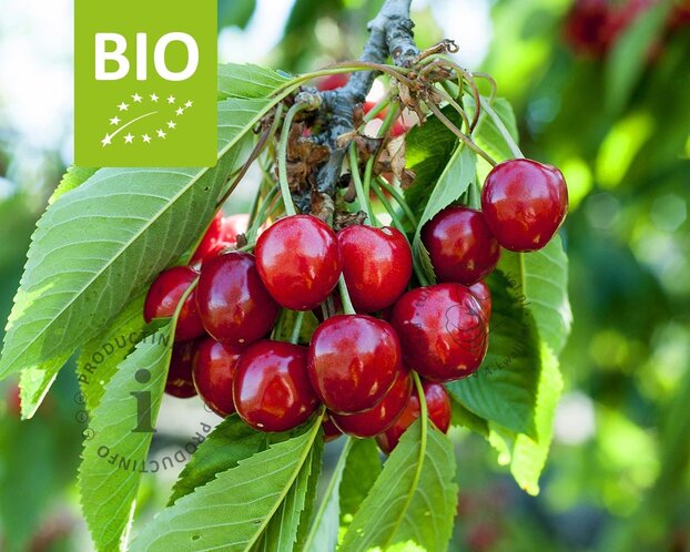 Prunus avium 'Hedelfinger' - BIO halfstam