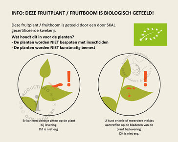 Prunus avium 'Hedelfinger' - BIO halfstam