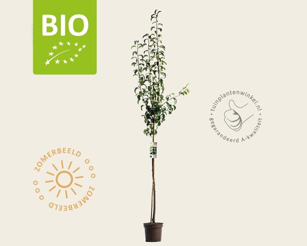 Pyrus communis 'Conference' - BIO halfstam