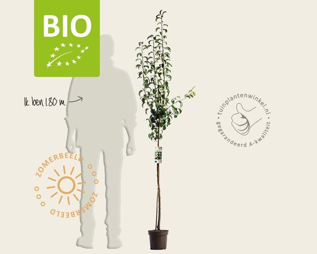 Pyrus communis 'Conference' - BIO halfstam