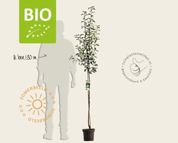 Pyrus communis 'Williams' - BIO halfstam