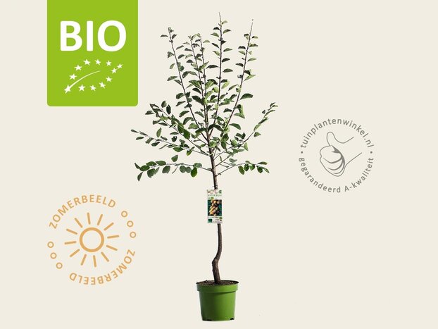 Prunus domestica 'Mirabelle de Nancy' - BIO laagstam