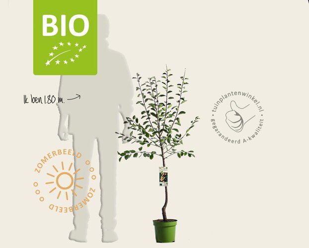 Prunus domestica 'Mirabelle de Nancy' - BIO laagstam
