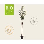 BIO Halfstam
