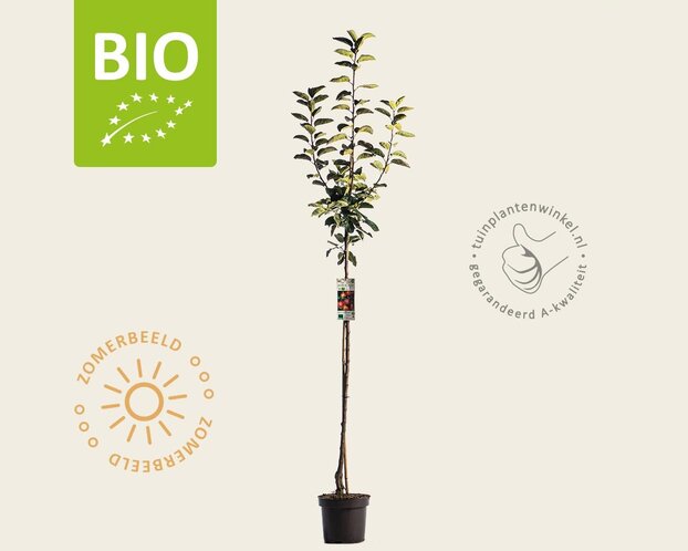 Malus domestica 'Gala' - BIO halfstam
