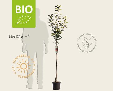 Malus domestica 'Gala' - BIO halfstam