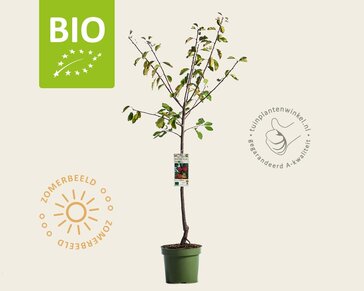 Prunus domestica 'Victoria' - BIO laagstam