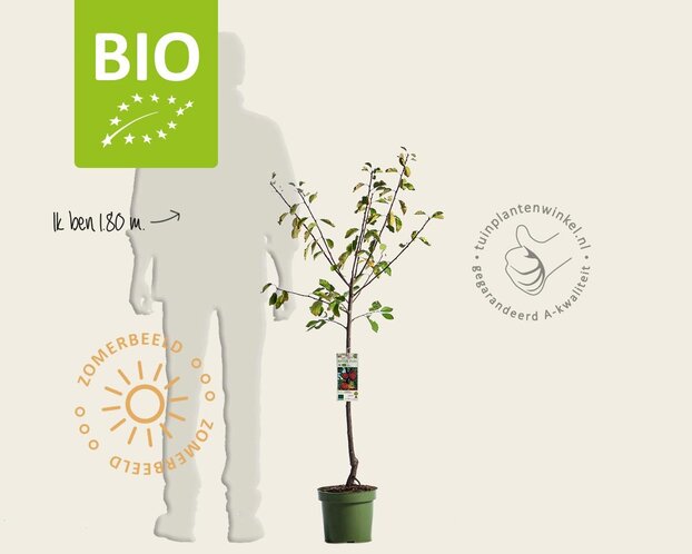 Prunus domestica 'Victoria' - BIO laagstam