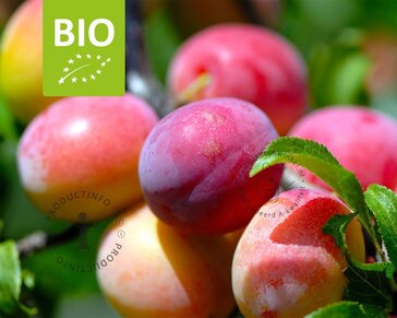 Prunus domestica 'Victoria' - BIO laagstam