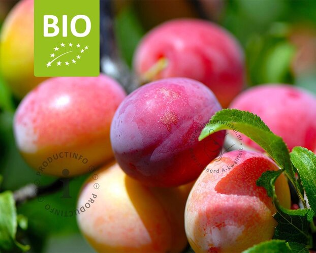 Prunus domestica 'Victoria' - BIO laagstam