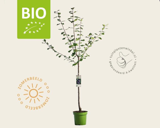 Prunus domestica 'Czar' - BIO laagstam