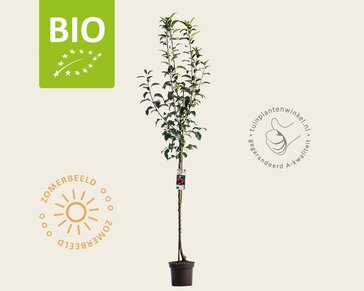 Malus domestica 'Ida Red' - BIO halfstam