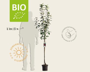 Malus domestica 'Ida Red' - BIO halfstam