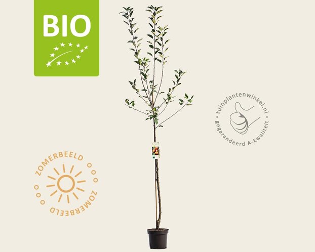 Malus domestica 'Cox Orange Pippin' - BIO halfstam