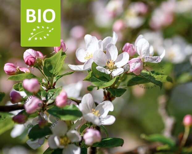 Malus domestica 'Cox Orange Pippin' - BIO halfstam