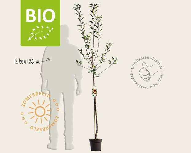 Malus domestica 'Cox Orange Pippin' - BIO halfstam