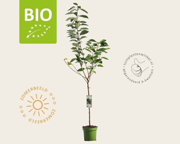Prunus avium 'Hedelfinger' - BIO laagstam