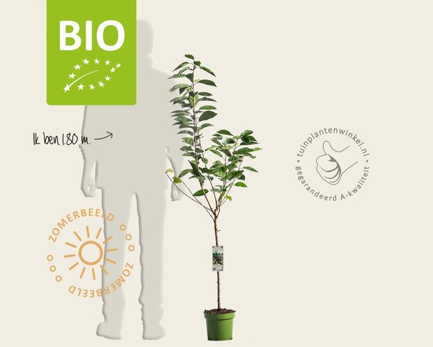 Prunus avium 'Hedelfinger' - BIO laagstam