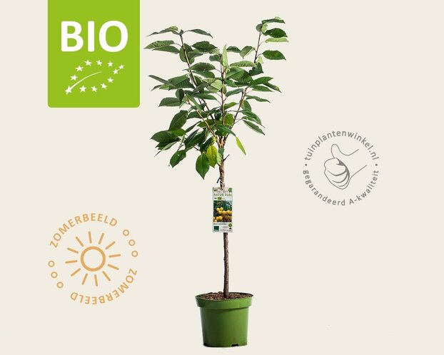 Prunus avium 'Dönissens Gelbe' - BIO laagstam