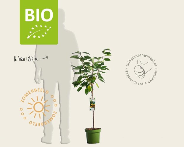 Prunus avium 'Dönissens Gelbe' - BIO laagstam
