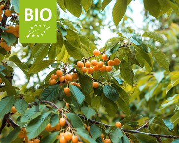 Prunus avium 'Dönissens Gelbe' - BIO laagstam