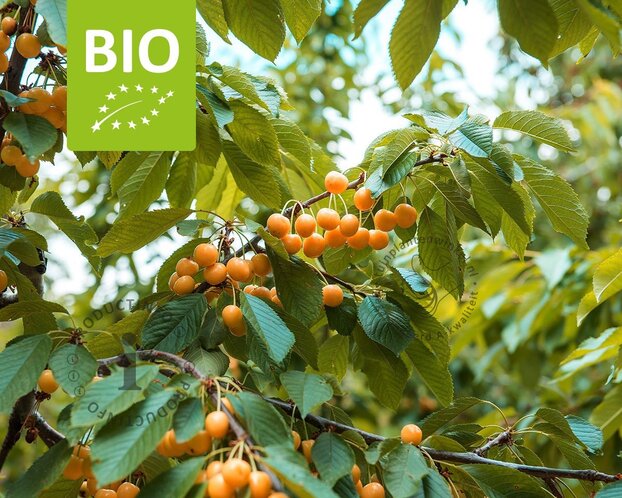 Prunus avium 'Dönissens Gelbe' - BIO laagstam