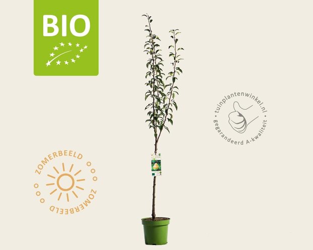 Pyrus communis 'Williams' - BIO laagstam