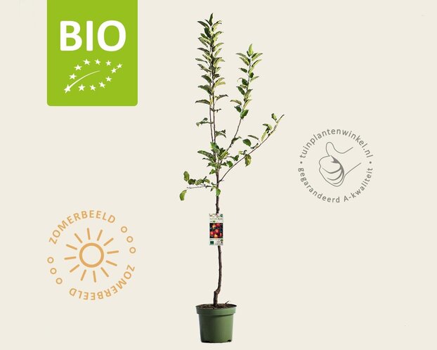 Malus domestica 'Gala' - BIO laagstam