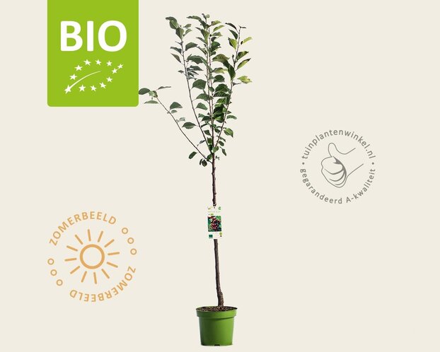 Prunus cerasus 'Morellenfeuer' - BIO laagstam