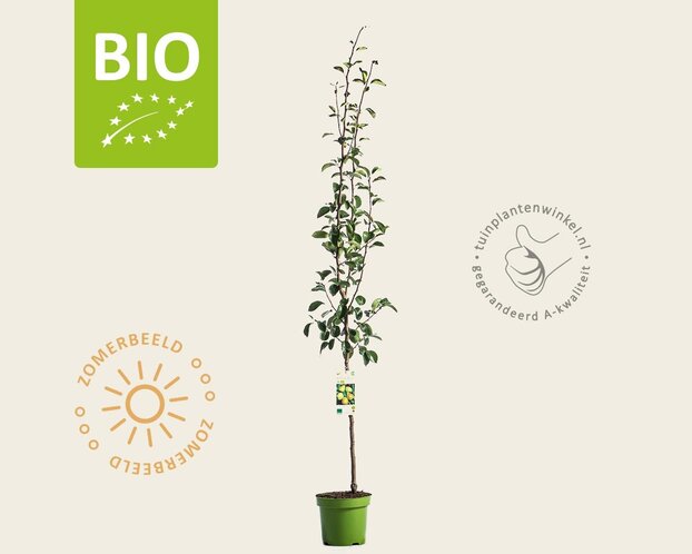 Pyrus communis 'Beurré Alexander Lucas' - BIO laagstam