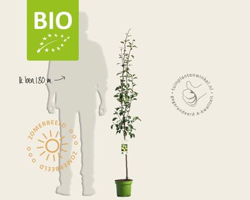 Pyrus communis 'Beurré Alexander Lucas' - BIO laagstam